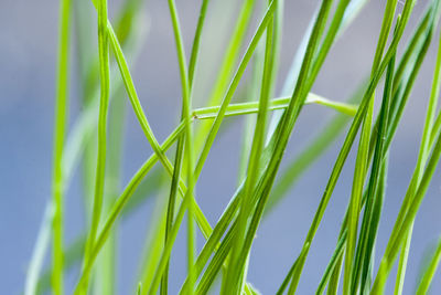 Close-up of fresh green grass against sky