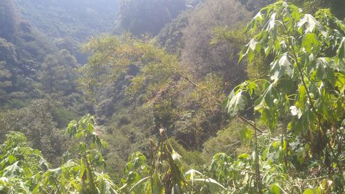 Plants growing on land