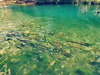 Fish swimming in water