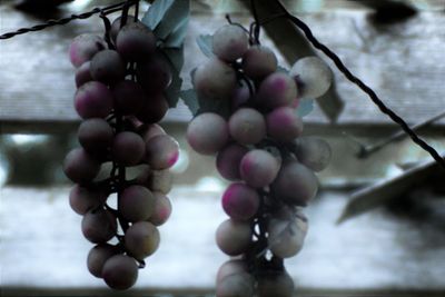 Close-up of red berries growing on tree