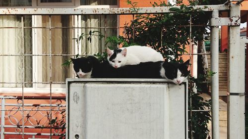 Cat lying on the wall