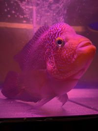 Close-up of fish swimming in aquarium