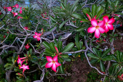 Close-up high angle view of flowers