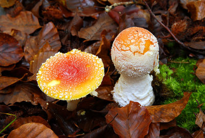 Close-up of mushrooms growing on field
