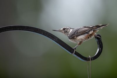 Close-up of bird perching on a feeder