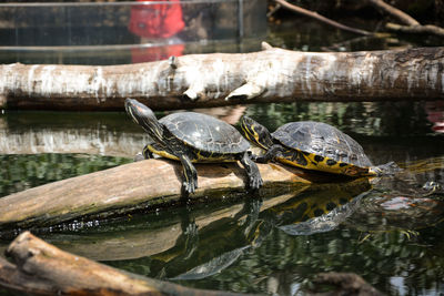 Turtles on wood over pond
