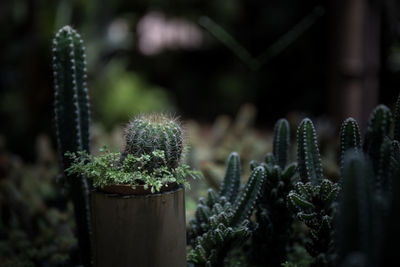 Close-up of succulent plant in wooden post
