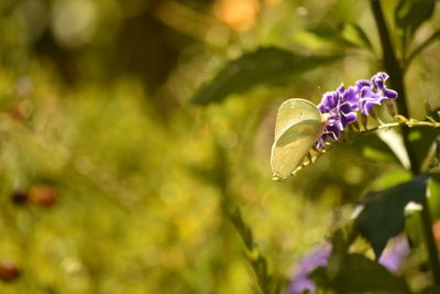 Close-up of honey bee on flower