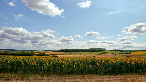 Scenic view of agricultural field against sky