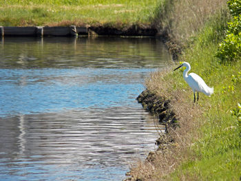 High angle view of gray heron perching on a lake