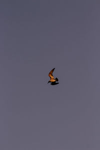 Low angle view of bird flying in the sky