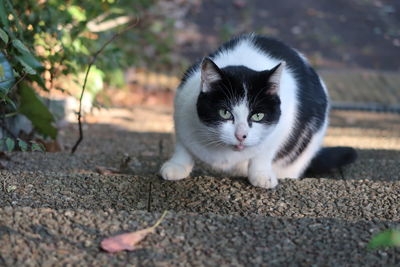 Portrait of cat on footpath