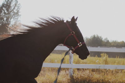 Close-up of horse on field against sky