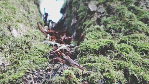 Close-up of lizard on tree