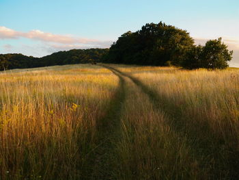 Scenic view of grassy field against sky