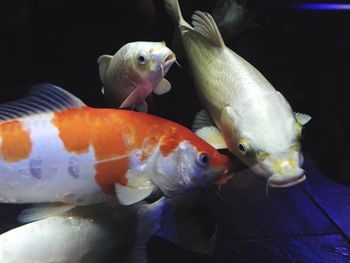 Close-up of fish swimming in tank