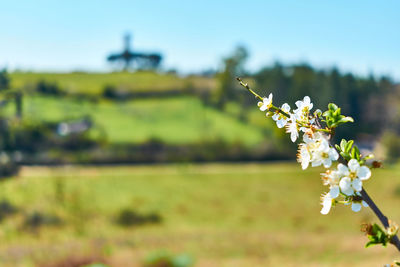 Close-up of flowering plant on field