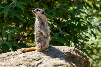 Close-up of meerkat on rock