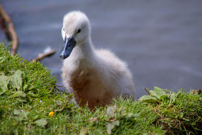 Mut swan cygnet exiting lake 