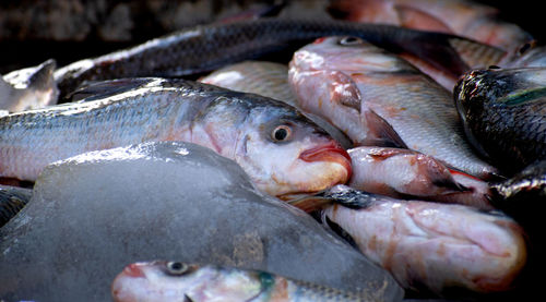 Close-up of fish for sale in market