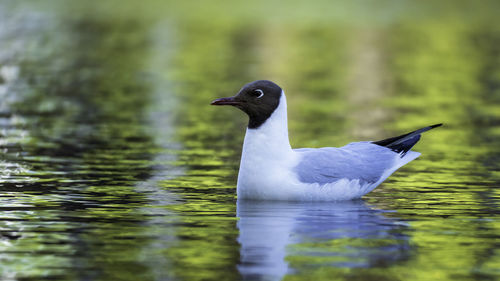 A black-headed gull swimming in a beautiful pond.
