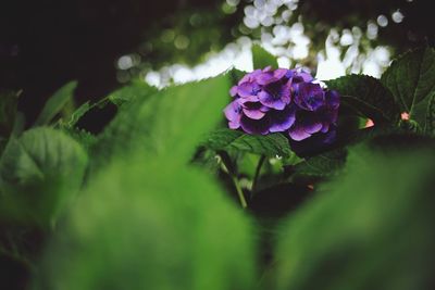 Close-up of purple flowering plant