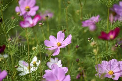 Close-up of pink flowering plants