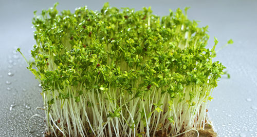 Close-up of chopped fruit against white background
