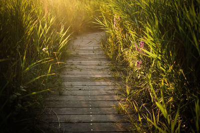 Boardwalk amidst plants on field