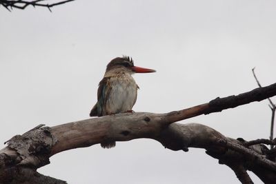 Low angle view of birds perching on tree