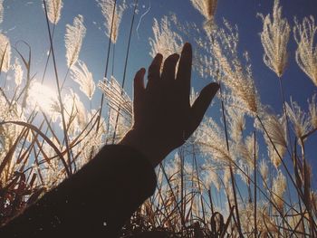 Person touching plants during winter