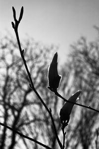 Low angle view of silhouette bird perching on tree against sky