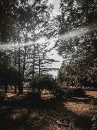 Trees on field in forest against sky