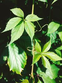 Close-up of green leaves