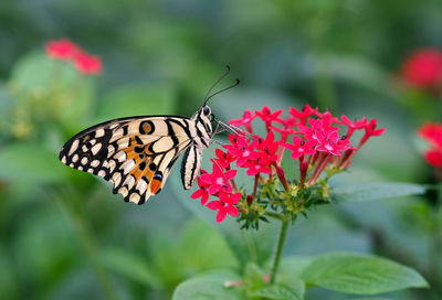 Butterfly on flower