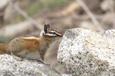 Cat on rock