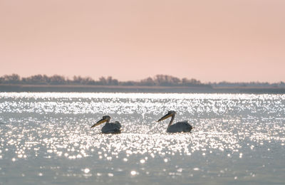 Birds in lake