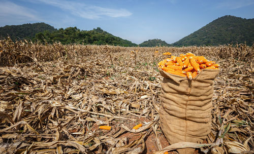 Scenic view of corn field against sky