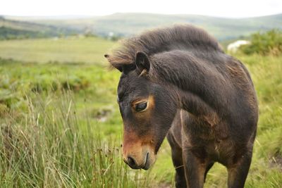 Close-up of horse grazing on field