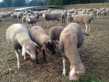 Sheep grazing in pasture