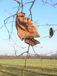 Close-up of dried leaves on land against sky