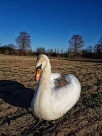 Swan in a field