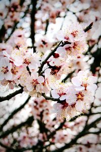 Close-up of cherry blossoms