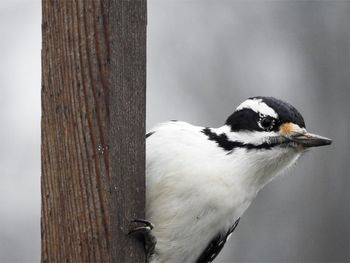Close-up of bird perching on wooden post
