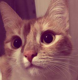 Close-up portrait of a cat