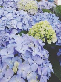 Close-up of purple flowers