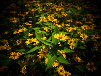 Close-up of yellow flowering plants