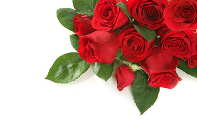 Close-up of rose bouquet against white background