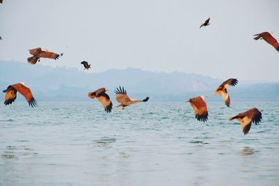 Brahminy kites flying over sea