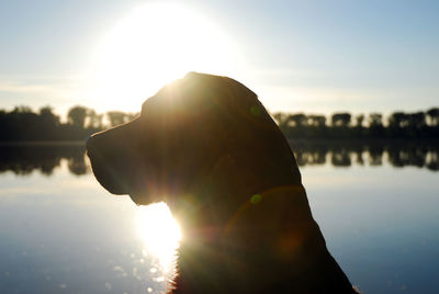 Close-up of dog at lakeshore against sky